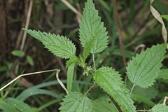 Urtica incisa