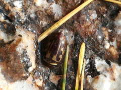 Platambus maculatus