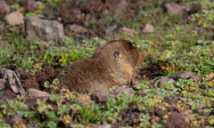 Tachyoryctes macrocephalus