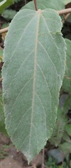 Passiflora miniata
