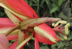 Passiflora miniata