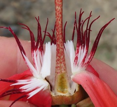 Passiflora miniata