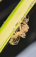 Opisthoncus quadratarius