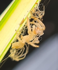 Opisthoncus quadratarius