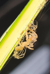 Opisthoncus quadratarius