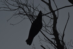 Calyptorhynchus lathami