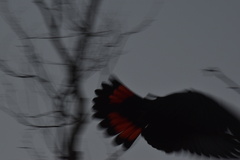 Calyptorhynchus lathami