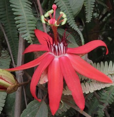 Passiflora miniata