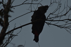 Calyptorhynchus lathami