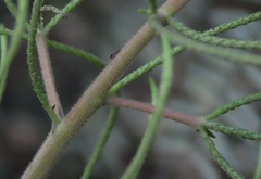 Peperomia vestita