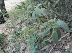 Peperomia vestita