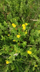 Pulicaria dysenterica