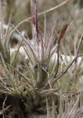 Tillandsia spiralipetala