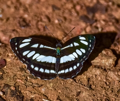 Neptis hylas