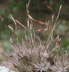 Tillandsia spiralipetala