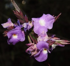 Tillandsia streptocarpa