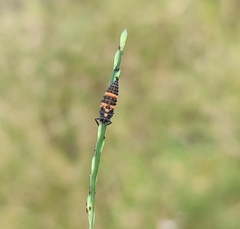 Coccinella transversalis