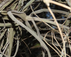 Tillandsia streptocarpa