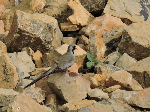 Namaqua Dove