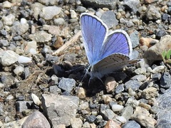 Plebejus melissa