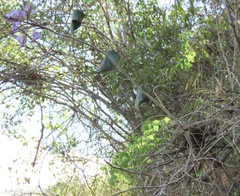 Tillandsia streptocarpa