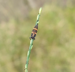 Coccinella transversalis