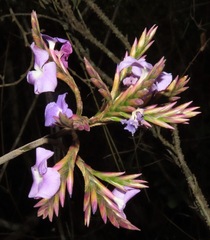 Tillandsia streptocarpa