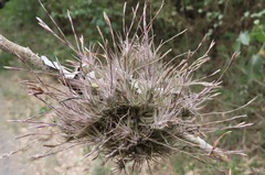 Tillandsia spiralipetala