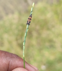 Coccinella transversalis