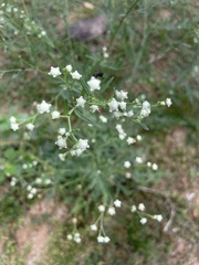 Parthenium hysterophorus