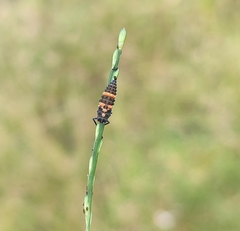 Coccinella transversalis