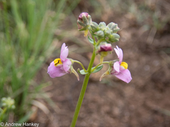 Nemesia fruticans