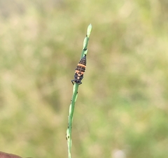 Coccinella transversalis