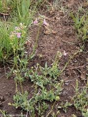 Nemesia fruticans