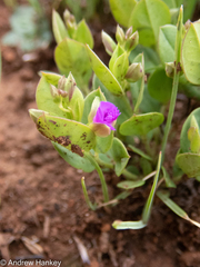 Polygala transvaalensis