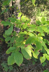 Melioides