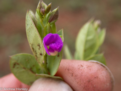 Polygala transvaalensis