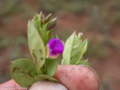 Polygala transvaalensis