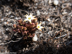 Brachystelma stellatum