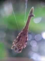 Arachnura