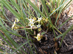 Brachystelma stellatum