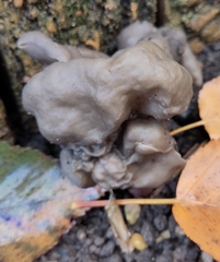 Helvella lacunosa