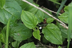 Hackelia latifolia