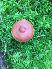 Cortinarius sanguineus