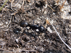 Streblognathus peetersi