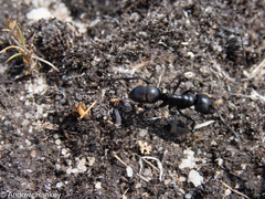 Streblognathus peetersi