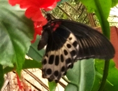 Papilio polymnestor