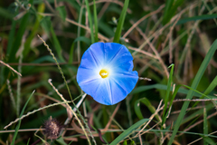 Ipomoea tricolor