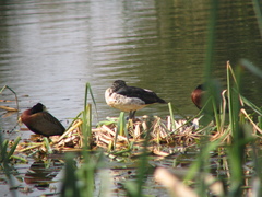 Sarkidiornis melanotos