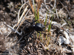 Streblognathus peetersi